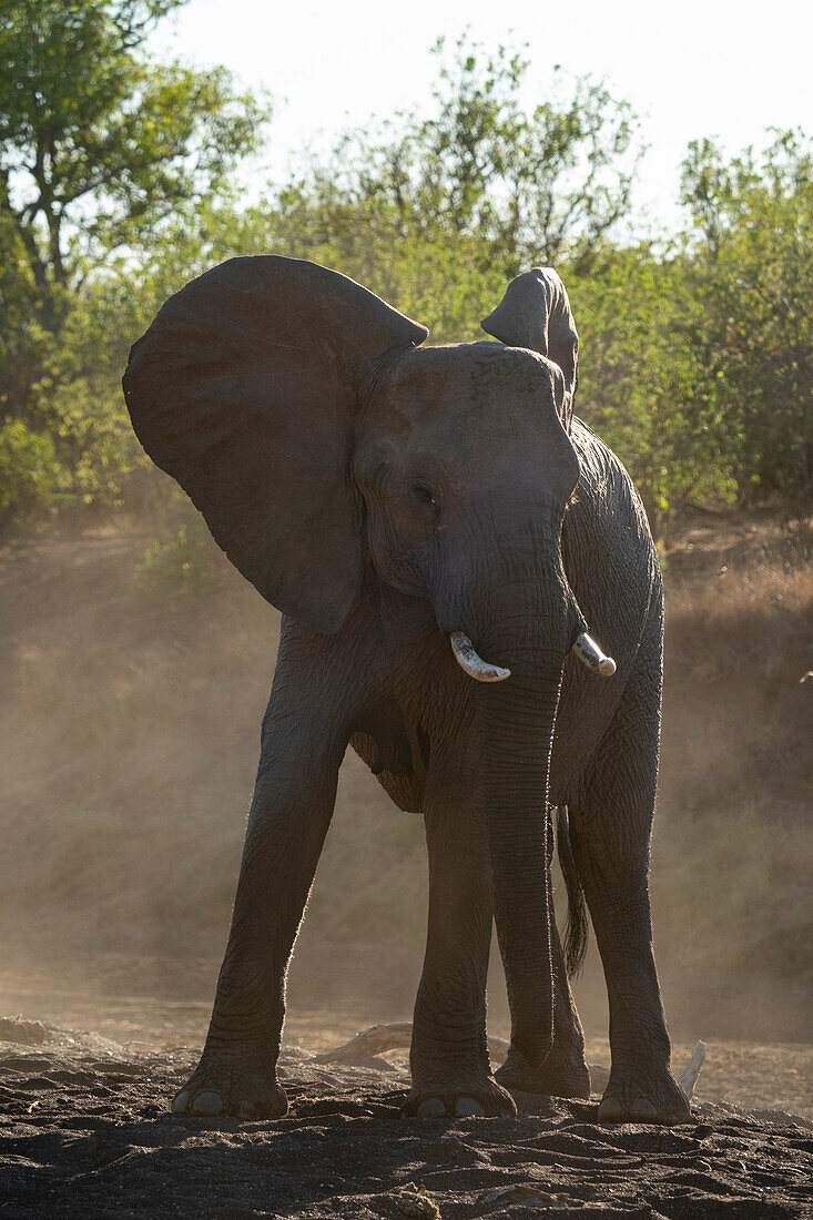 African elephant (Loxodonta africana),Mashatu Game Reserve,Botswana.