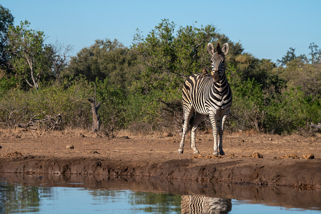 Plains zebra (Equus quagga) at waterhole,Mashatu Game Reserve,Botswana.
