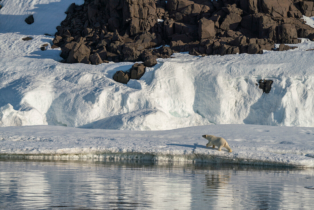 Eisbär (Ursus maritimus) beim Spaziergang im Schnee, Wahlbergoya, Svalbard Islands, Norwegen.