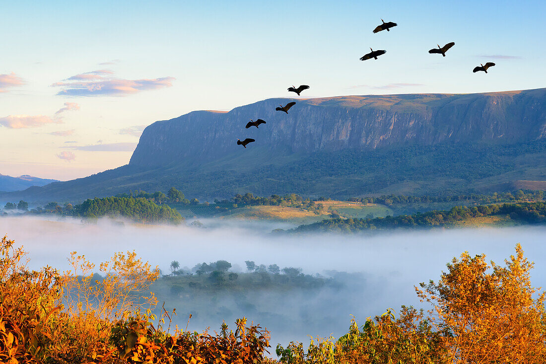 Flock of Bare-faced Ibis (Phimosus infuscatus) flying over Serra da Canastra Mountains,Minas Gerais state,Brazil,South America