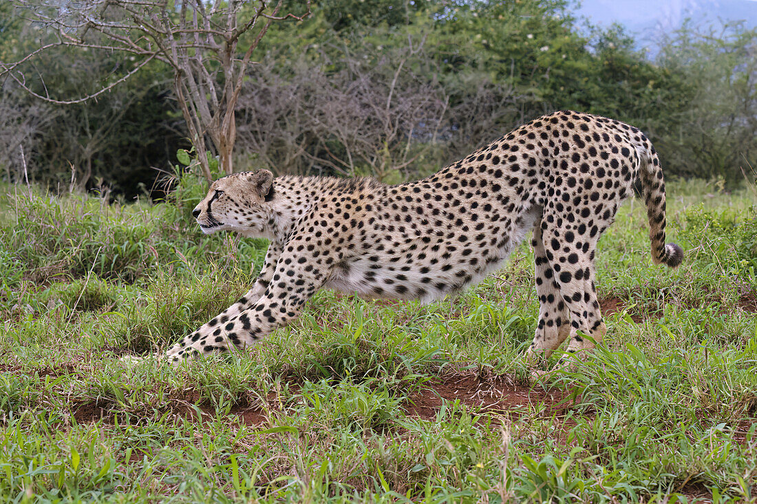 Young Southeast African cheetah (Acinonyx jubatus jubatus) stretching in the savannah,Kwazulu Natal Province,South Africa,Africa