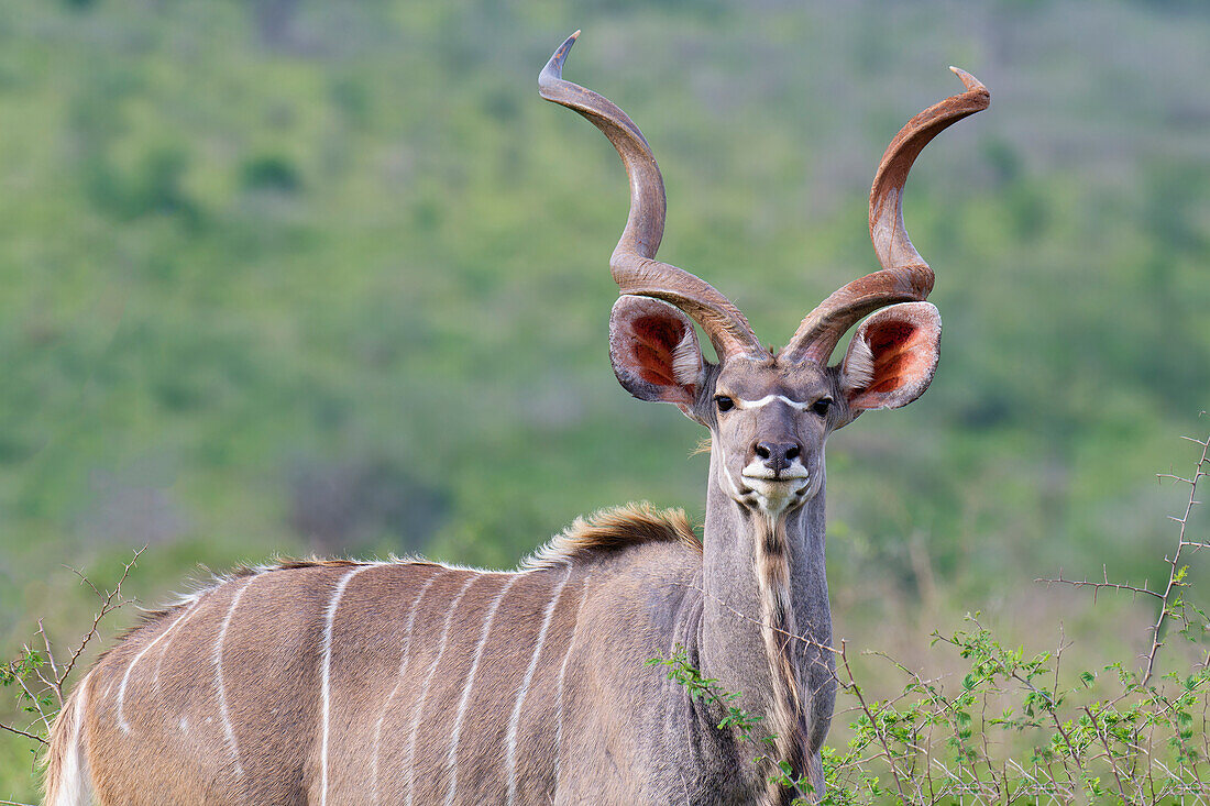 Männlicher Großer Kudu (Tragelaphus strepsiceros) in der Savanne,Kwazulu Natal Provinz,Südafrika,Afrika