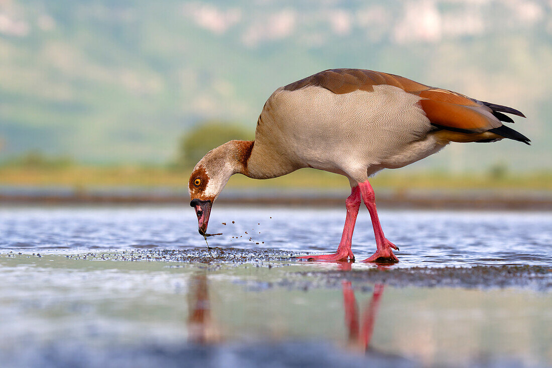 Egyptian goose (Alopochen aegyptiaca) in a pond,Kwazulu Natal Province,South Africa,Africa