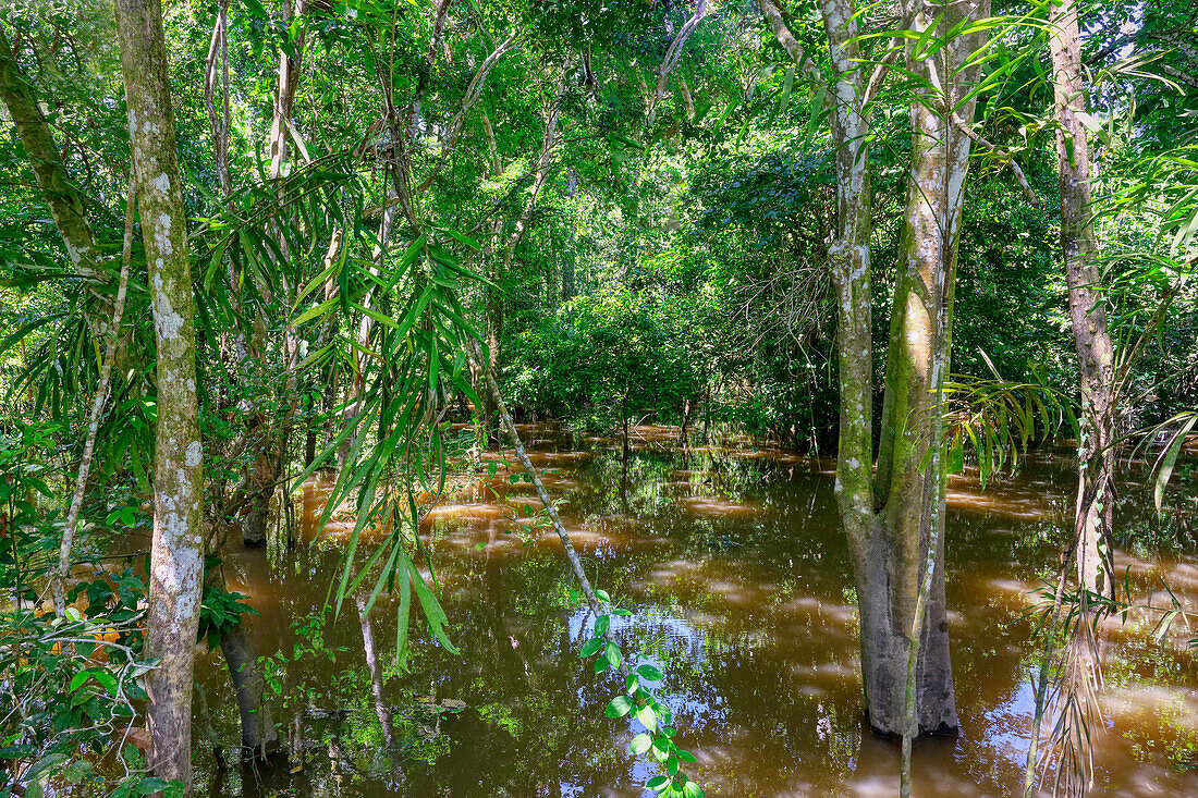 Überschwemmter Wald entlang des Rio Negro, Manaus, Bundesstaat Amazonien, Brasilien, Südamerika