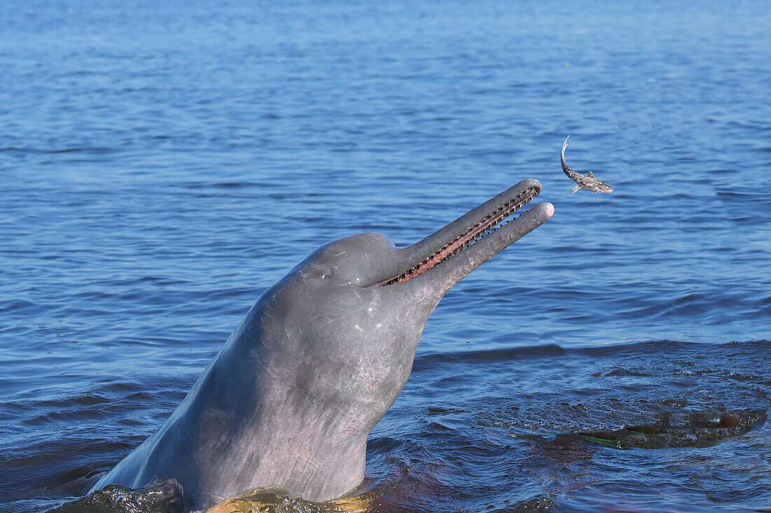 Hunting Amazon River Dolphin (Pink Amazon Dolphin (Inia geoffrensis),Rio Negro,Manaus,Amazonia State,Brazil,South America