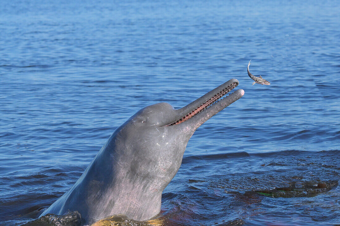 Jagender Amazonasdelfin (Rosa Amazonasdelfin (Inia geoffrensis)), Rio Negro, Manaus, Staat Amazonien, Brasilien, Südamerika