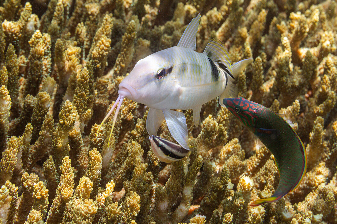 Reichhaltiges Meeresleben in den klaren Gewässern vor der Insel Bangka, nahe Manado, Sulawesi, Indonesien, Südostasien, Asien