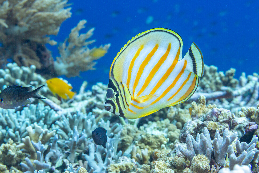 Ein ausgewachsener Ornat-Falterfisch (Chaetodon ornatissimus), vor der Insel Bangka, in der Nähe von Manado, Sulawesi, Indonesien, Südostasien, Asien