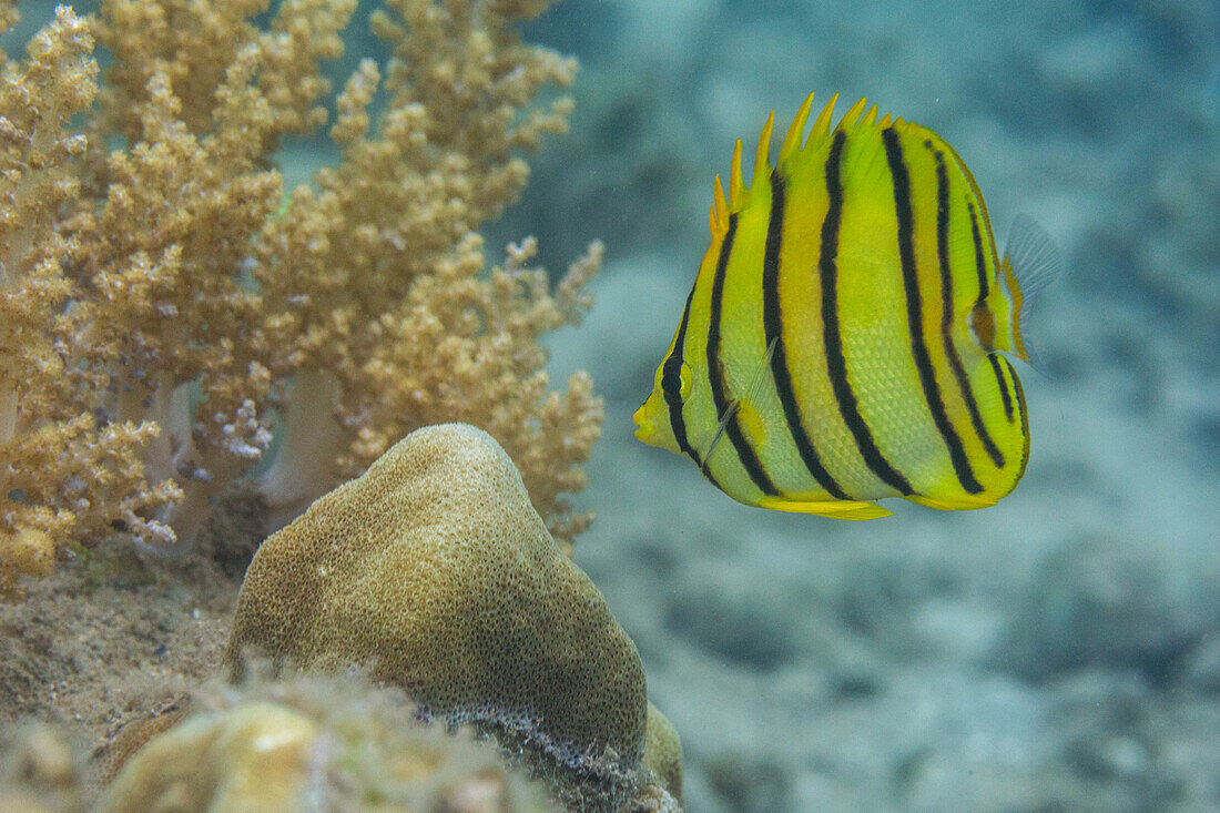 An adult eightband butterflyfish (Chaetodon octofasciatus),off Kawe Island,Raja Ampat,Indonesia,Southeast Asia,Asia