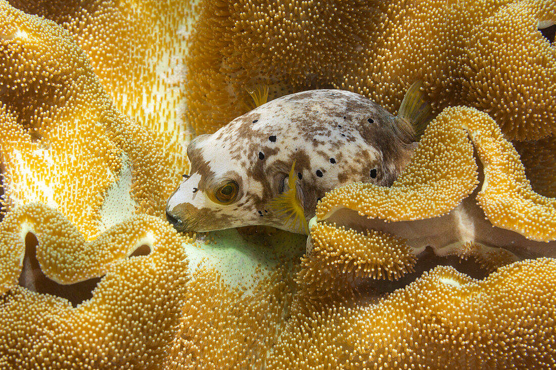 An adult blackspotted puffer (Arothron nigropunctatus),off Bangka Island,near Manado,Sulawesi,Indonesia,Southeast Asia,Asia