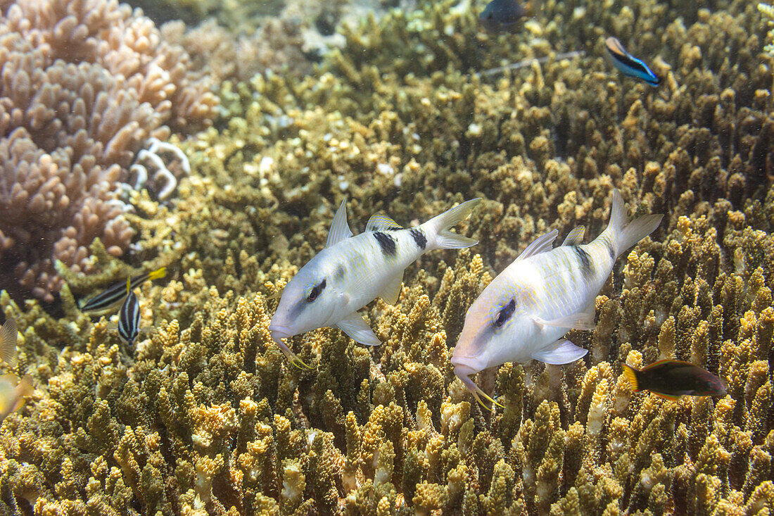 Ein Paar erwachsener Vielborstenziegenfische (Parupeneus multifasciatus), vor der Insel Bangka, nahe Manado, Sulawesi, Indonesien, Südostasien, Asien