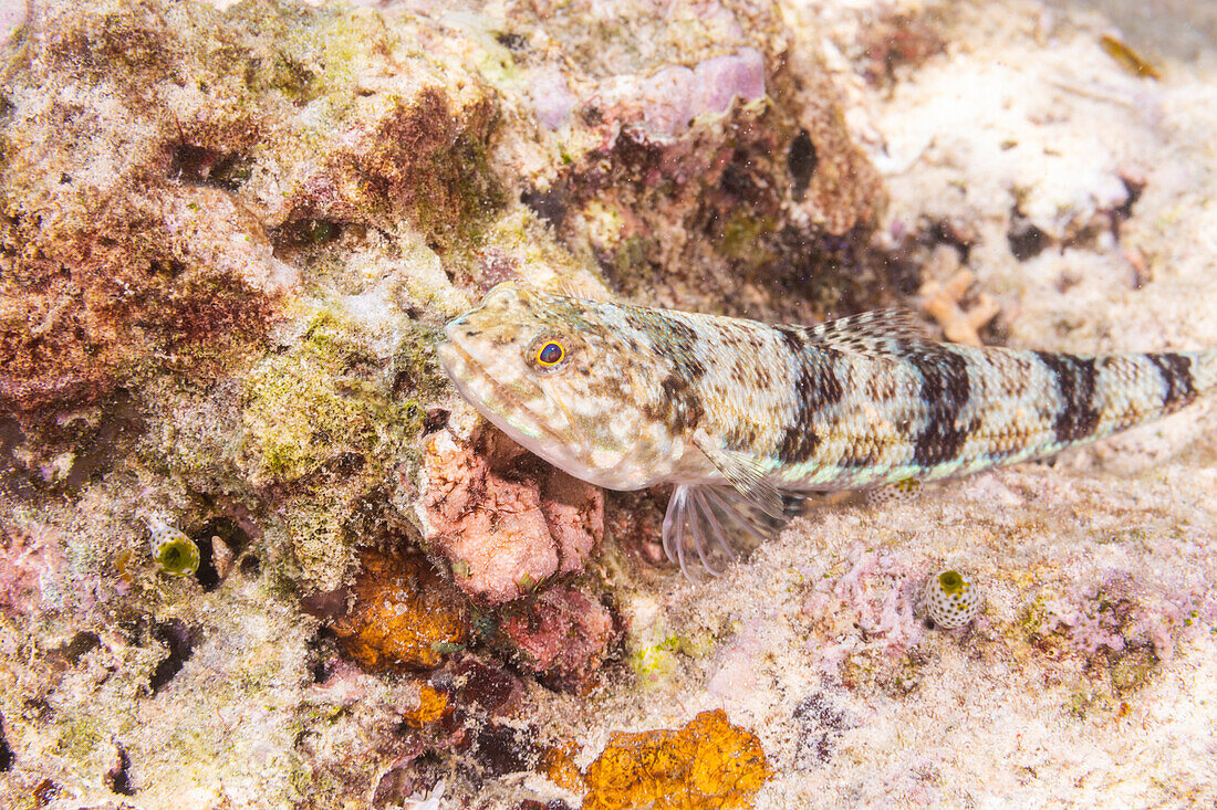 An adult variegated lizardfish (Synodus variegatus),off Bangka Island,near Manado,Sulawesi,Indonesia,Southeast Asia,Asia