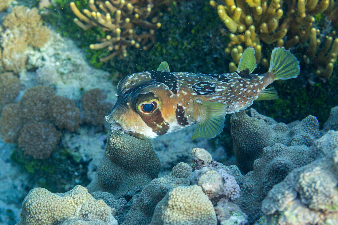 Ein ausgewachsener Schwarzgefleckter Igelfisch (Diodon liturosus),vor der Insel Bangka,nahe Manado,Sulawesi,Indonesien,Südostasien,Asien