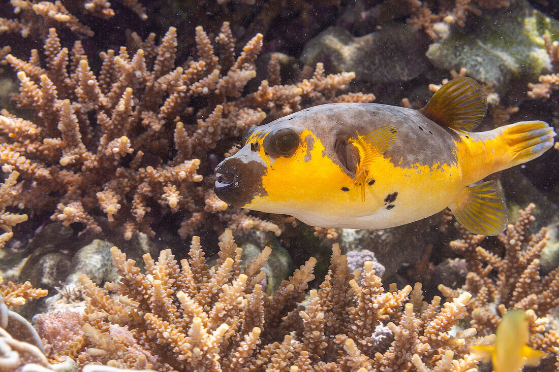 An adult blackspotted puffer (Arothron nigropunctatus),off Bangka Island,near Manado,Sulawesi,Indonesia,Southeast Asia,Asia