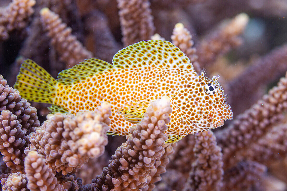 Ein ausgewachsener Leoparden-Schleimfisch (Exallias brevis), vor der Insel Bangka, in der Nähe von Manado, Sulawesi, Indonesien, Südostasien, Asien