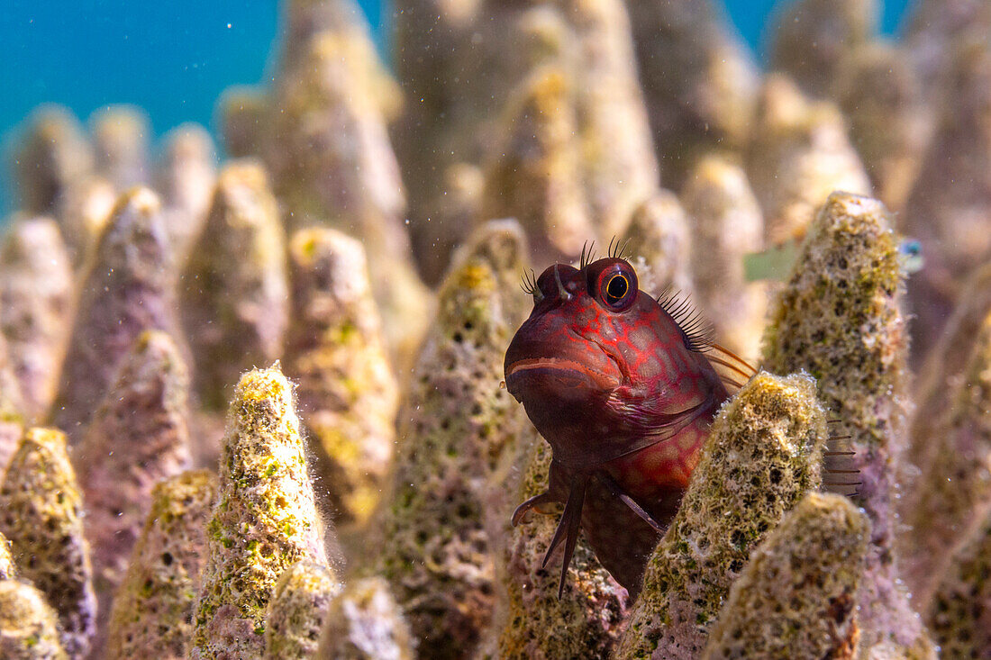 Ein ausgewachsener Namiyes-Kammzahnschleimfisch (Escenius namiyei), vor der Insel Kawe, Raja Ampat, Indonesien, Südostasien, Asien