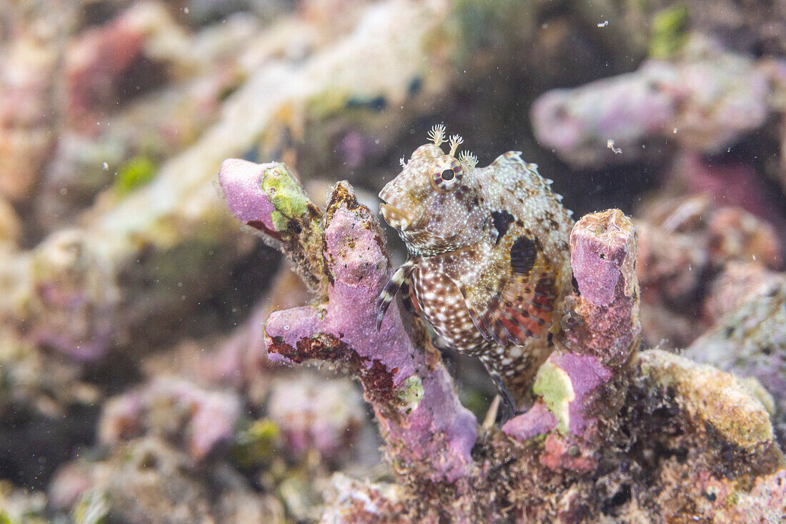 An adult jeweled blenny (Salarias fasciatus),off Bangka Island,near Manado,Sulawesi,Indonesia,Southeast Asia,Asia