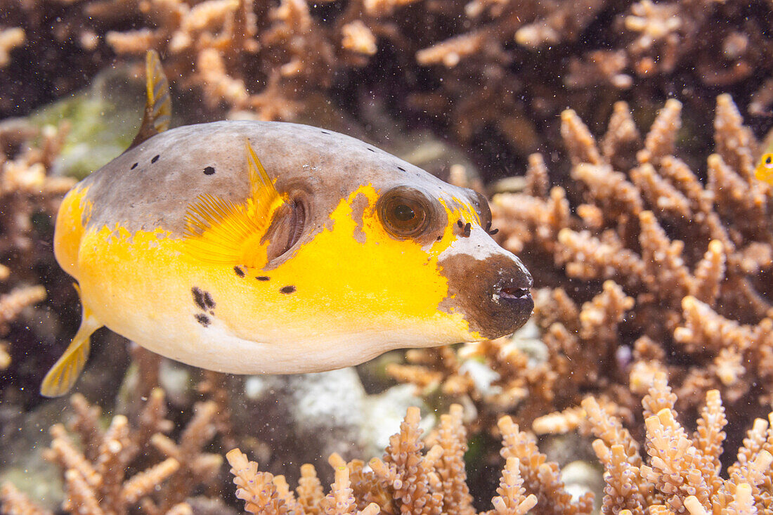 An adult blackspotted puffer (Arothron nigropunctatus),off Bangka Island,near Manado,Sulawesi,Indonesia,Southeast Asia,Asia