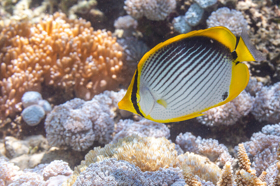 Ein ausgewachsener Schwarzrücken-Falterfisch (Chaetodon melannotus), vor der Insel Bangka, nahe Manado, Sulawesi, Indonesien, Südostasien, Asien