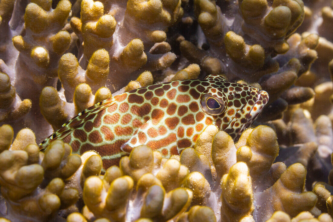 An adult honeycomb grouper (Epinephelus merra),off Bangka Island,near Manado,Sulawesi,Indonesia,Southeast Asia,Asia