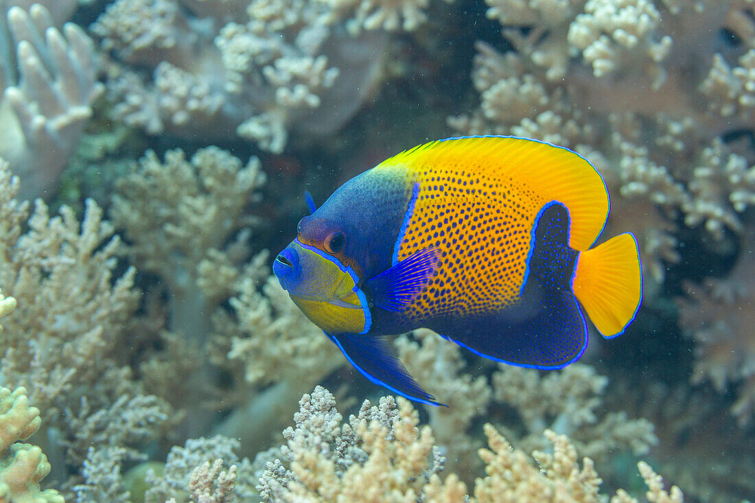 An adult blue girdle angelfish (Pomacanthus navarchus),off Bangka Island,off the northeastern tip of Sulawesi,Indonesia,Southeast Asia,Asia