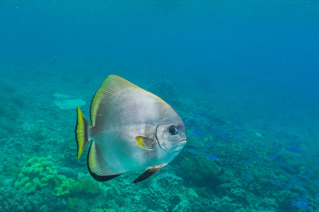 An adult golden spadefish (Platax boersii),off Sauwaderek Village Reef,Raja Ampat,Indonesia,Southeast Asia,Asia