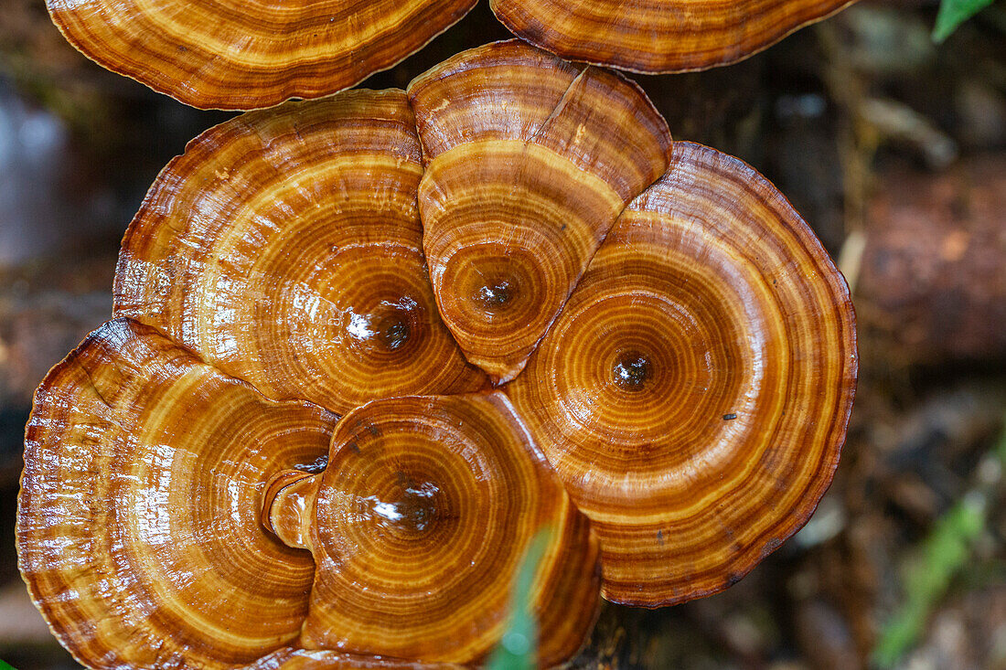 Yellow stemmed micropore (Microporus xanthopus),growing on Waigeo Island,Raja Ampat,Indonesia,Southeast Asia,Asia