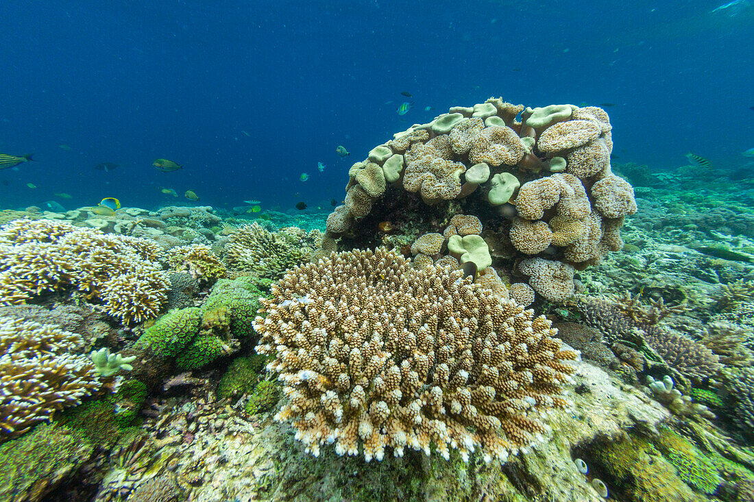 Abundant life in the crystal clear water in the shallow reefs off Sandy Beach,Manta Point,Raja Ampat,Indonesia,Southeast Asia,Asia