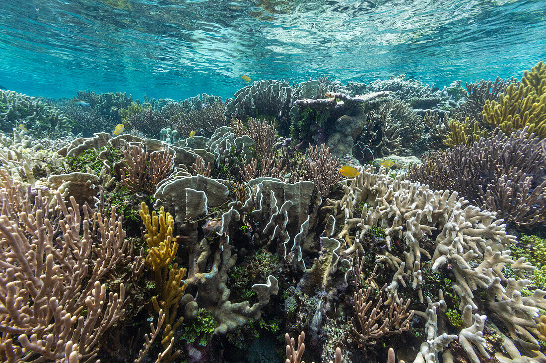 Reichhaltiges Leben im kristallklaren Wasser in den flachen Riffen vor Wayag Bay, Raja Ampat, Indonesien, Südostasien, Asien
