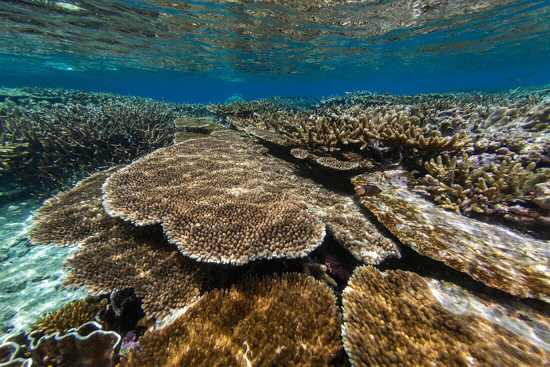 Abundant life in the crystal clear water in the shallow reefs in the Equator Islands,Raja Ampat,Indonesia,Southeast Asia,Asia