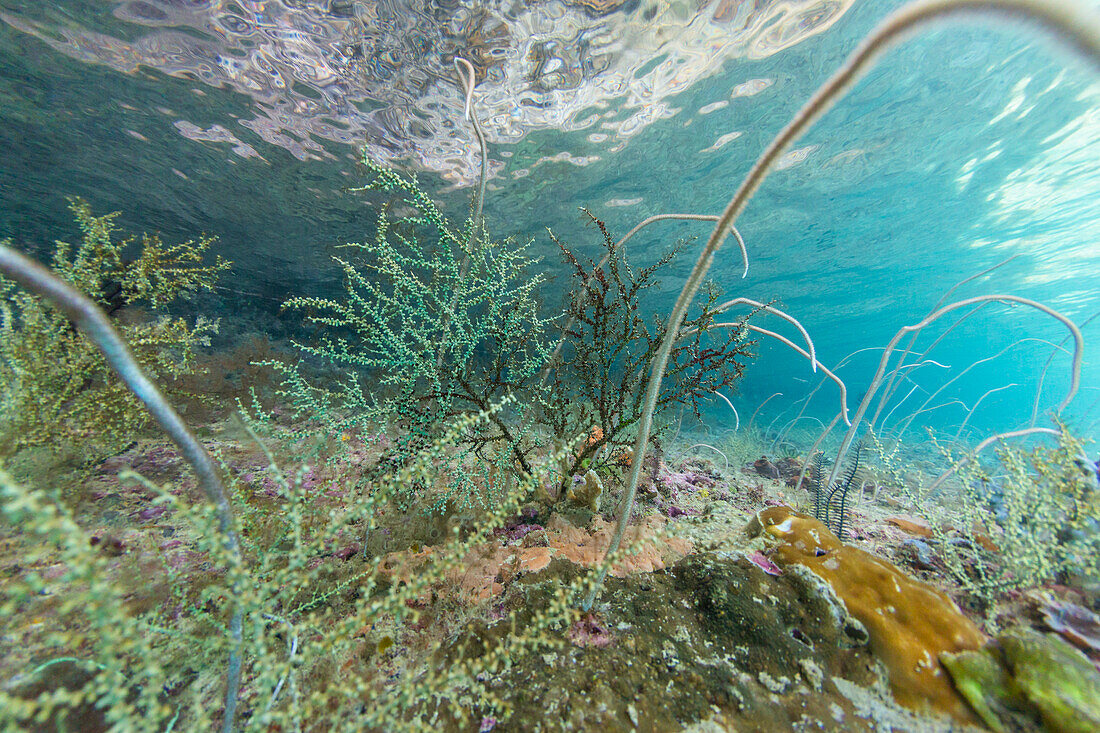 Abundant life in the crystal clear water in the shallow reefs off Freewin Wall,near Waigeo Island,Raja Ampat,Indonesia,Southeast Asia,Asia