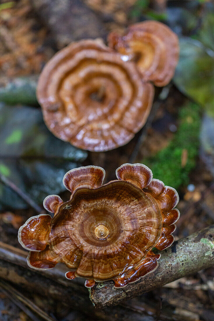 Gelbstielige Mikropore (Microporus xanthopus), wächst auf der Insel Waigeo, Raja Ampat, Indonesien, Südostasien, Asien