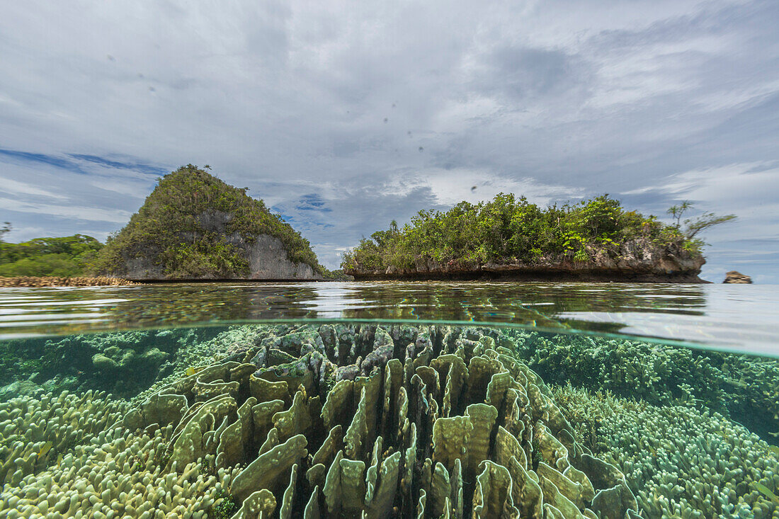 Foto oben und unten im kristallklaren Wasser in den flachen Riffen vor der Wayag Bay, Raja Ampat, Indonesien, Südostasien, Asien