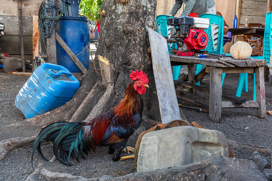Rooster at the home of a local family in Tangkoko National Preserve on Sulawesi Island,Indonesia,Southeast Asia,Asia