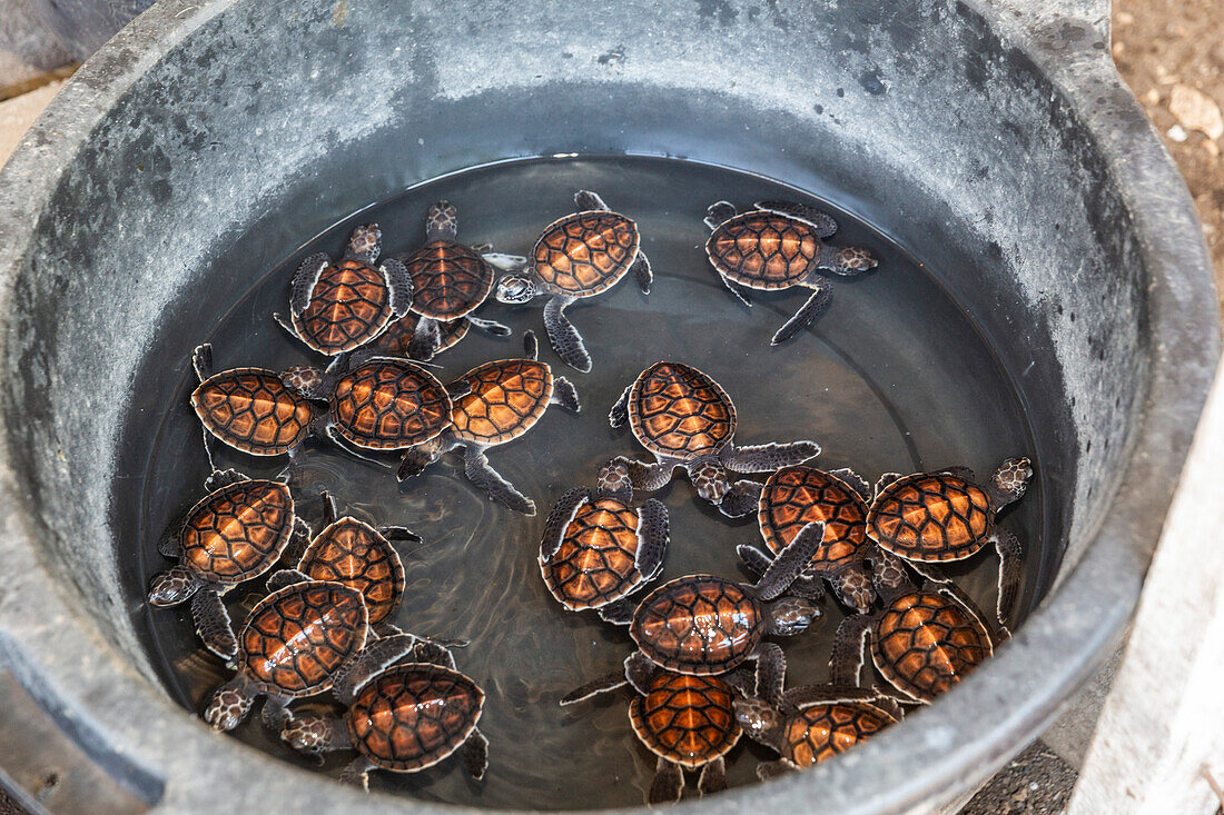 Eine Wanne voller Jungtiere der Grünen Meeresschildkröte (Chelonia mydas), Tangkoko National Preserve auf der Insel Sulawesi, Indonesien, Südostasien, Asien