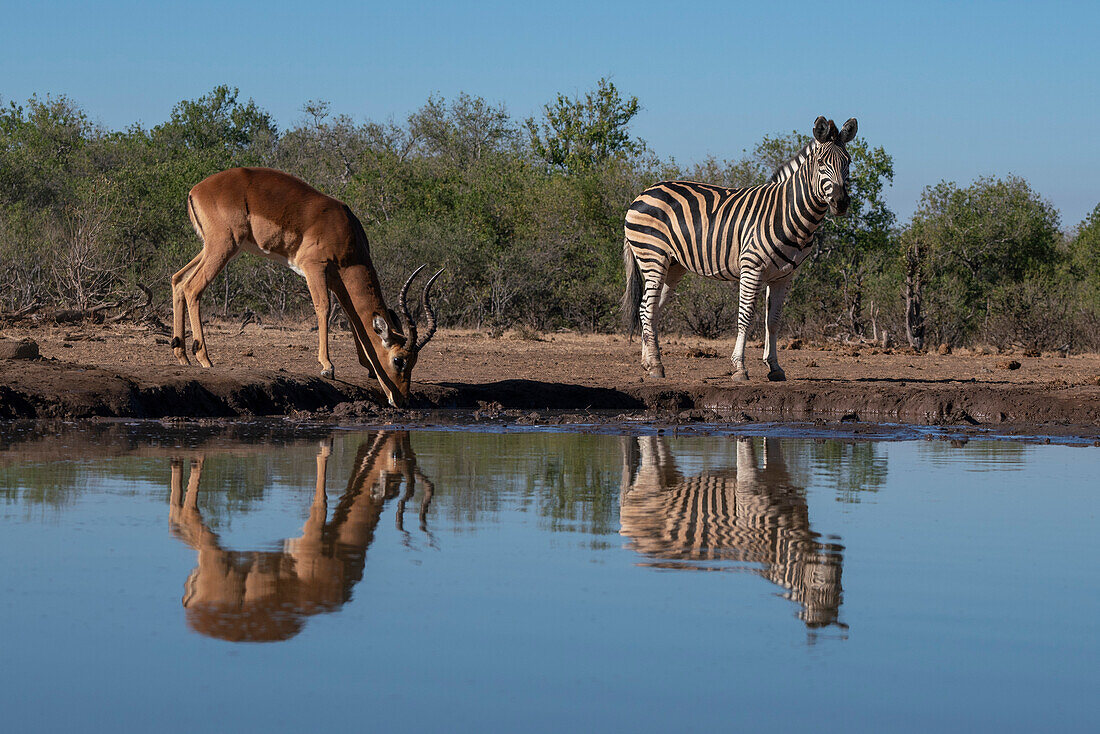 Impala (Aepyceros melampus) und ein Steppenzebra (Equus quagga) am Wasserloch, Mashatu Game Reserve, Botsuana.