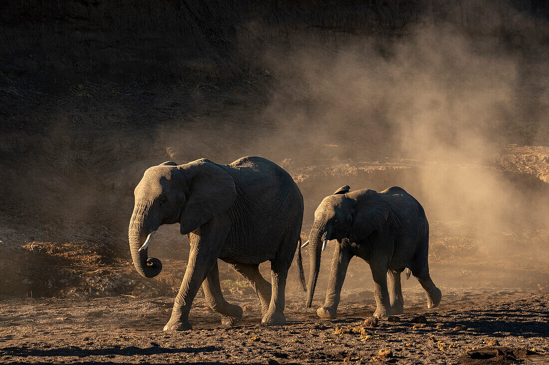 Afrikanischer Elefant (Loxodonta africana) in Reih und Glied, Mashatu Game Reserve, Botswana.
