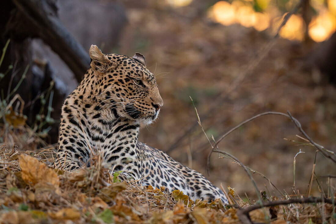 Leopard (Panthera pardus), Mashatu-Wildreservat, Botsuana.