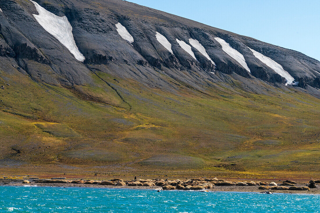 Walruses (Odobenus rosmarus) resting on the beach,Edgeoya,Svalbard Islands,Norway.