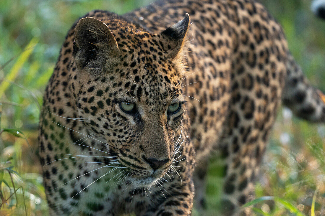 Leopard (Panthera pardus), Sabi Sands Game Reserve, Südafrika.