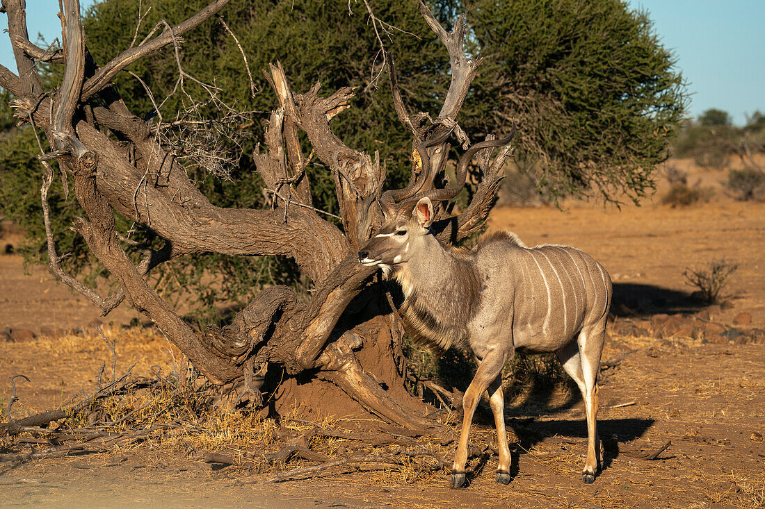 Greater kudu male (Tragelaphus strepsiceros),Mashatu Game Reserve,Botswana.