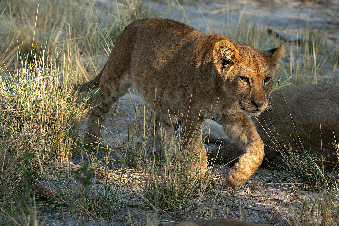 Löwenjunges (Panthera leo) beim Spaziergang, Okavango-Delta, Botswana.