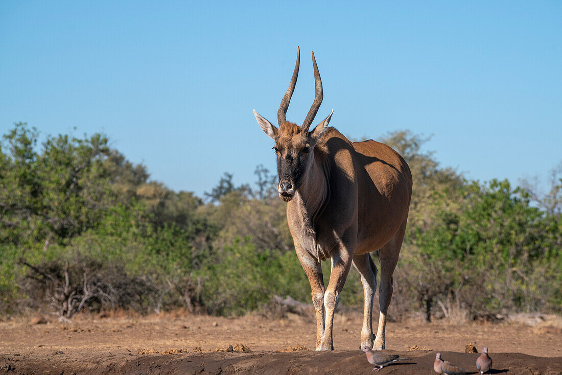 Elenantilope (Taurotragus oryx) beim Spaziergang, Mashatu Game Reserve, Botswana.