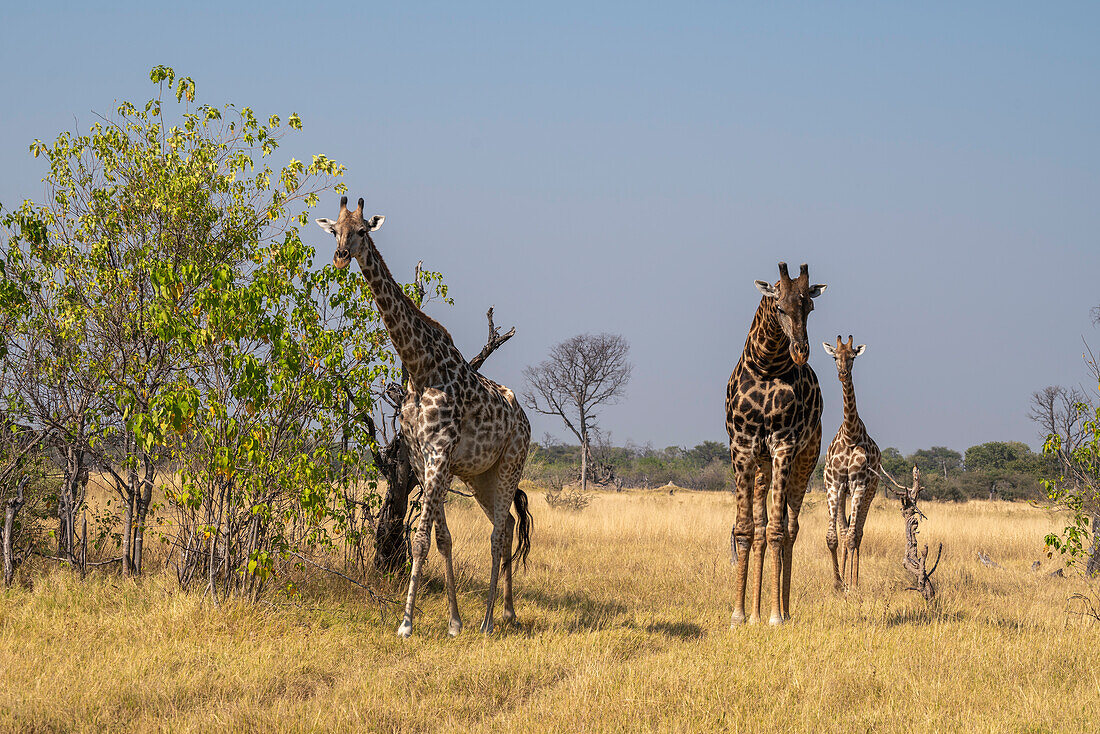 Giraffes (Giraffa camelopardalis) and calves,Okavango Delta,Botswana.