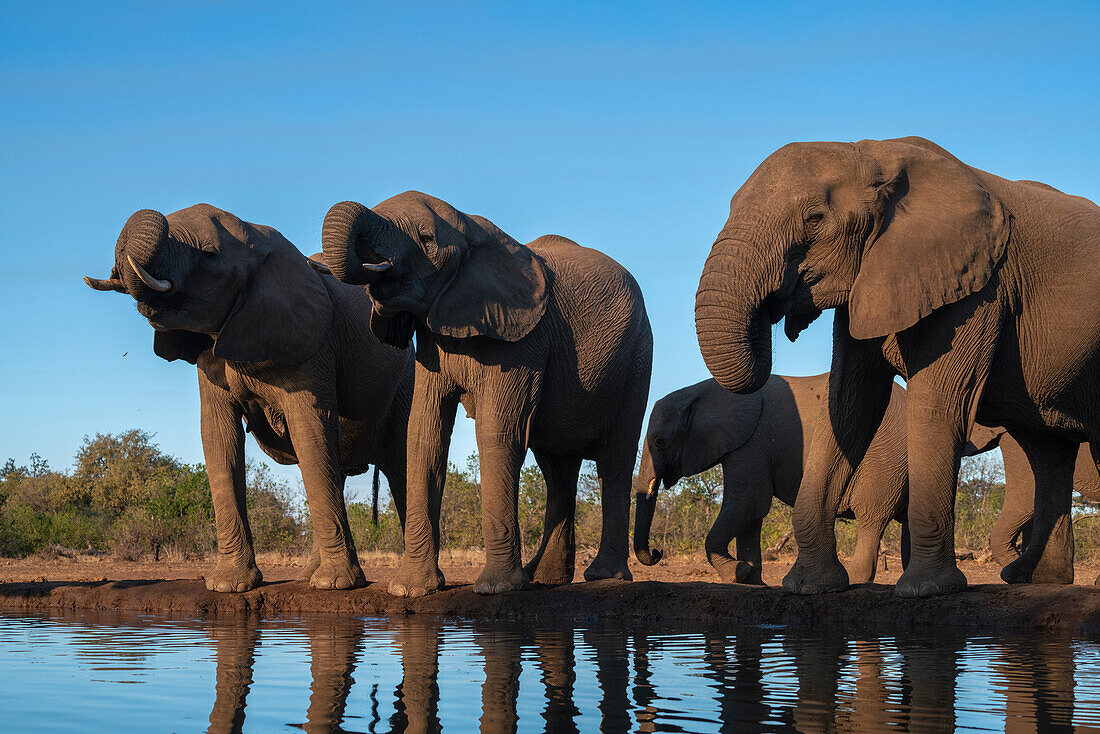 African elephants (Loxodonta africana) drinking at waterhole,Mashatu Game Reserve,Botswana.