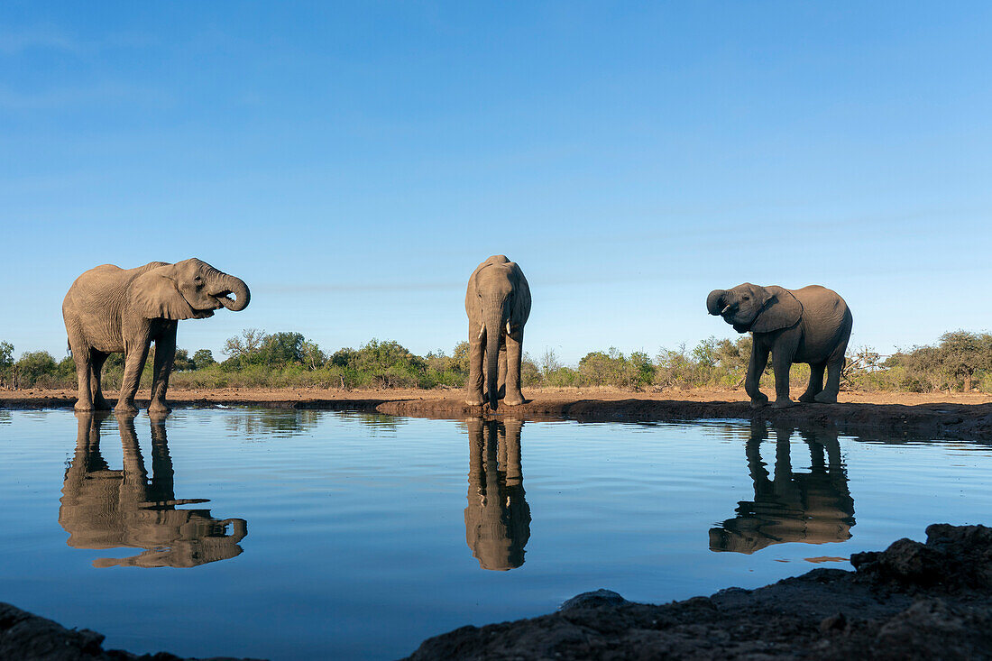 Afrikanische Elefanten (Loxodonta africana) trinken an einer Wasserstelle im Mashatu-Wildreservat in Botsuana.