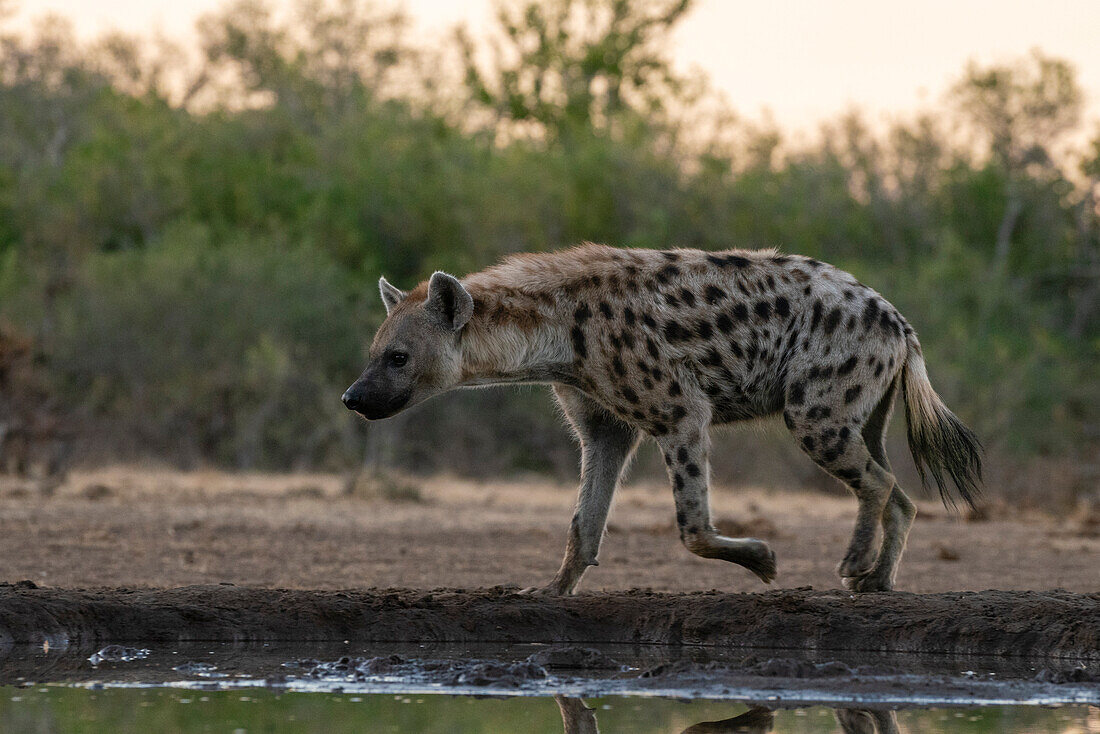 Spotted hyena (Crocuta crocuta) at waterhole,Mashatu Game Reserve,Botswana.