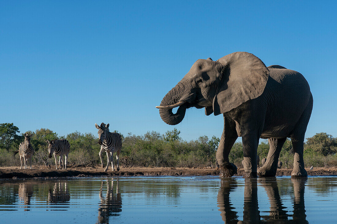African elephant (Loxodonta africana) and plains zebras (Equus quagga) at waterhole,Mashatu Game Reserve,Botswana.