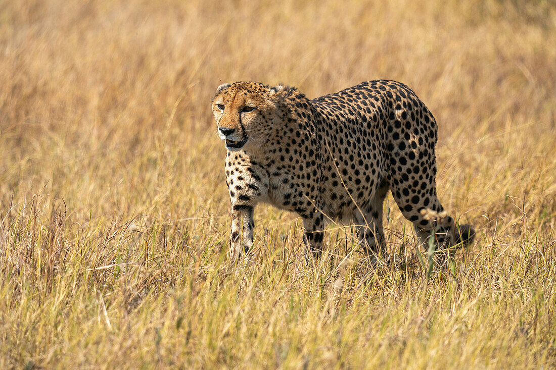 Cheetah (Acinonyx jubatus) walking in the savanna,Okavango Delta,Botswana.