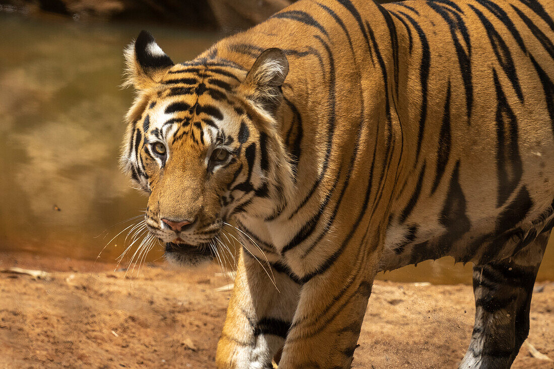 Bengalischer Tiger (Panthera Tigris), Bandhavgarh National Park, Indien.